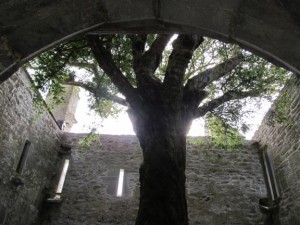 Muckross Abbey Yew Horizontal