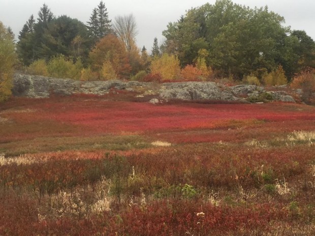 Blueberry Barrens