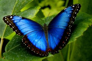 Jeff Thomson blue-morpho